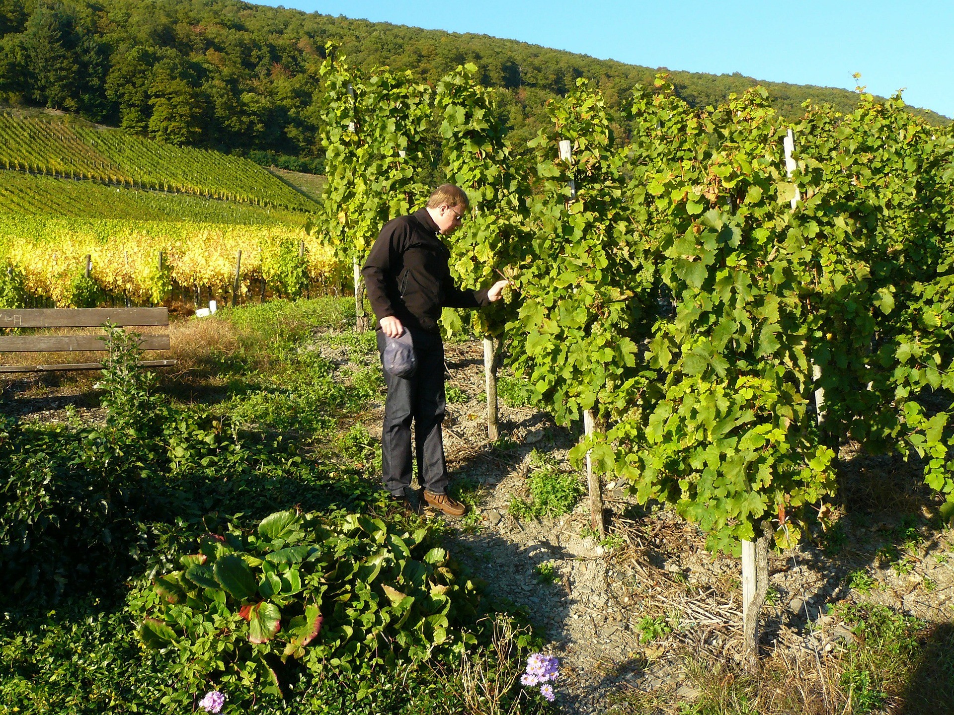 Viticulture : l'allégement exceptionnel de cotisations sociales est précisé