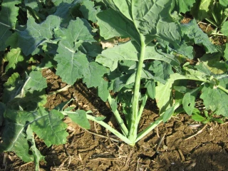 Votre colza est-il robuste ?