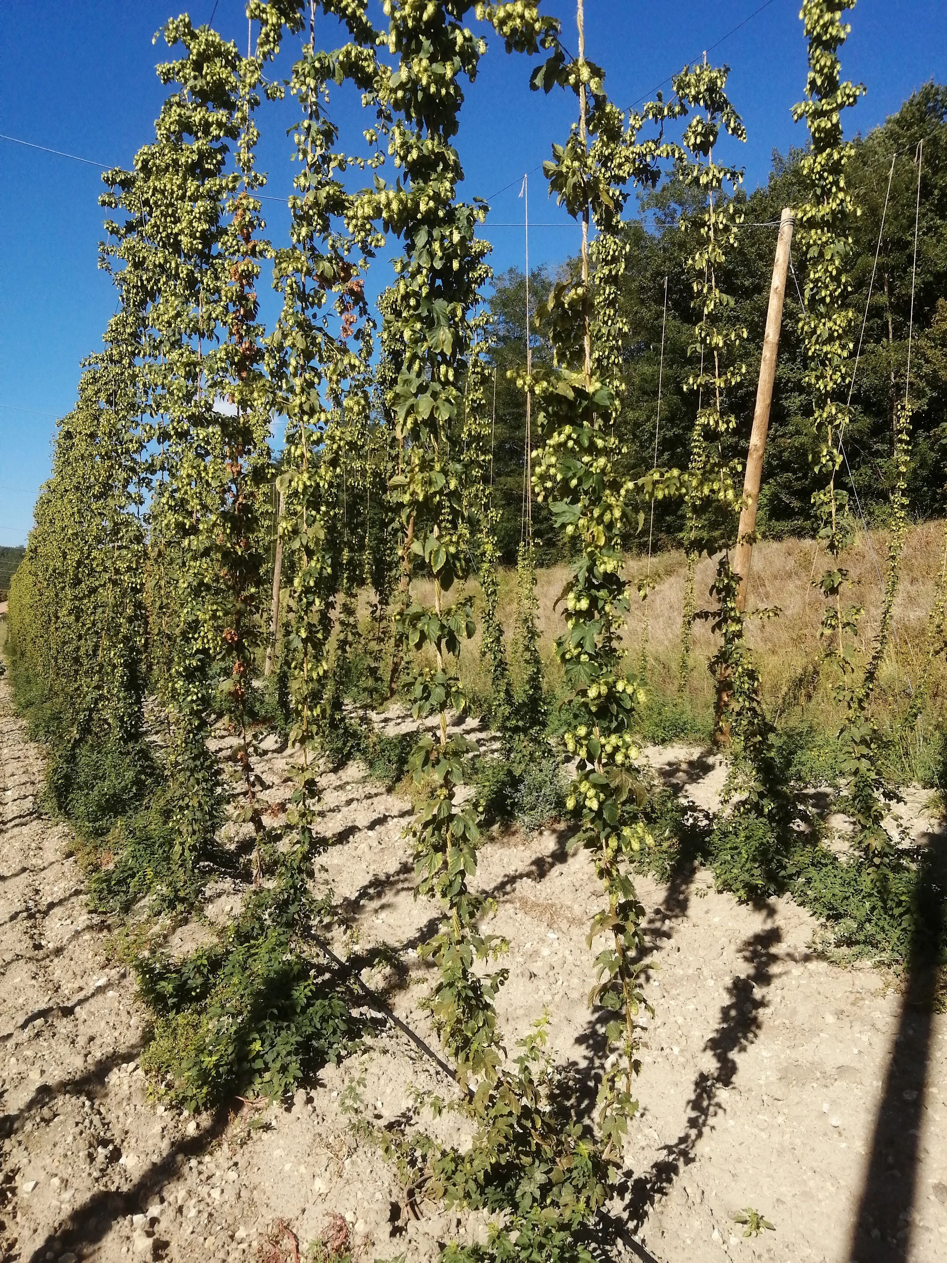 houblon