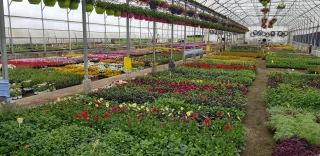 Horticulture : une filière régionale aujourd’hui en danger
