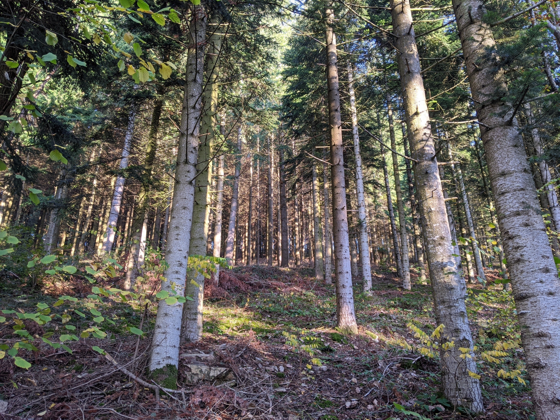 Les coopératives forestières veulent reboiser « durable »