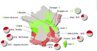 Coopératives viticoles :  le plan de la dernière chance ?