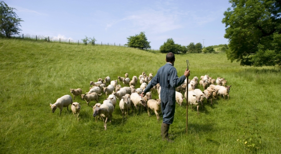 La FCO pèsera encore sur la production d’ovins en 2026