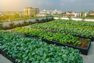 L’agriculture urbaine pourrait couvrir 28 % des besoins européens