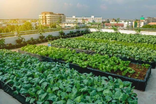 L’agriculture urbaine pourrait couvrir 28 % des besoins européens