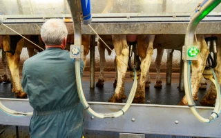 La filière lait bio française en convalescence