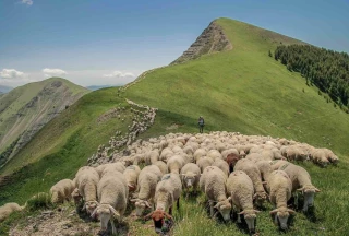 Le Sénat réclame un soutien massif pour le pastoralisme