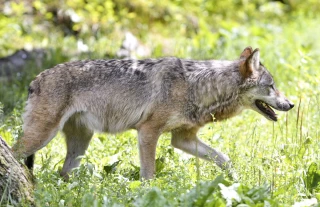 Loup : les sénateurs réécrivent la copie des députés